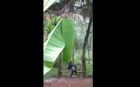 Twitter Viral Video Pacaran Di Kebon Pisang Top Global